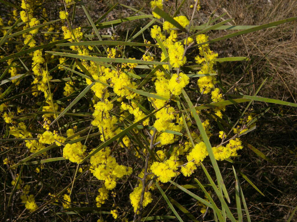 Acacia dawsonii (Acacia dawsonii)