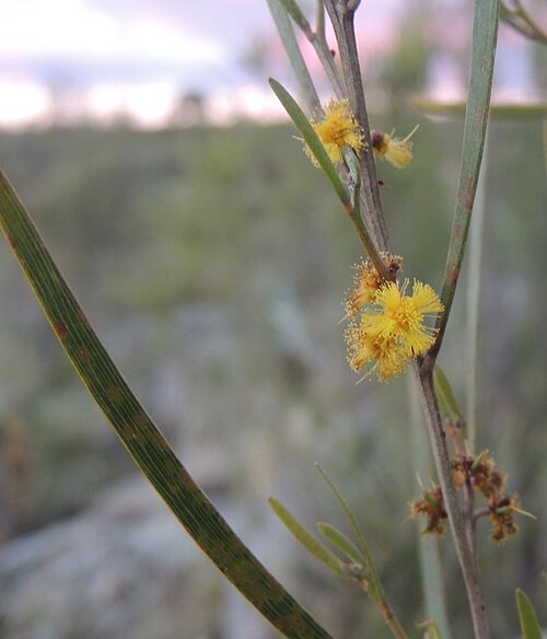 Acacia dawsonii: Acacia dawsonii