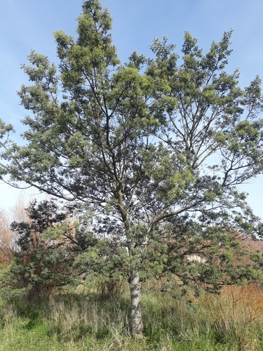 Silver wattle (Acacia dealbata)
