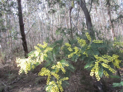 Silver wattle (Acacia dealbata)