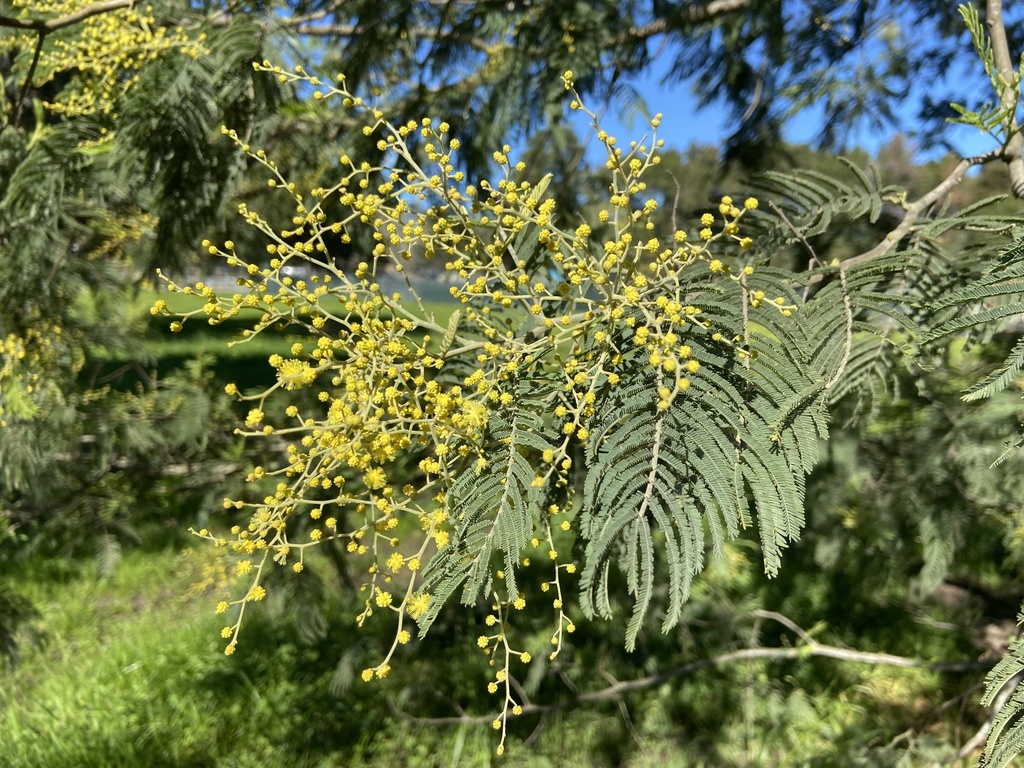 Silver wattle (Acacia dealbata)