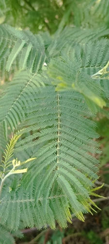 Silver wattle (Acacia dealbata)