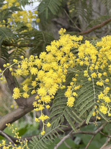 Silver wattle (Acacia dealbata)