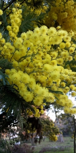 Silver wattle (Acacia dealbata)