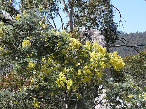 Silver wattle: Acacia dealbata Link, Namadgi National Park, ACT, 10 October 2017