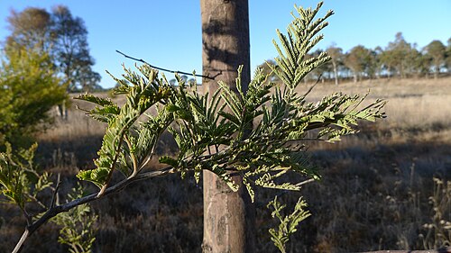 Silver wattle: Silver Wattle, Acacia dealbata , branch. Gundaroo Common, Gundaroo NSW Australia, August 2013.