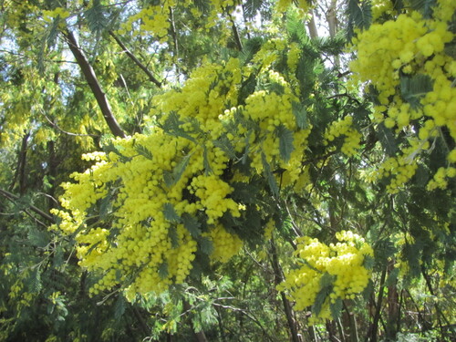 Silver wattle (Acacia dealbata)
