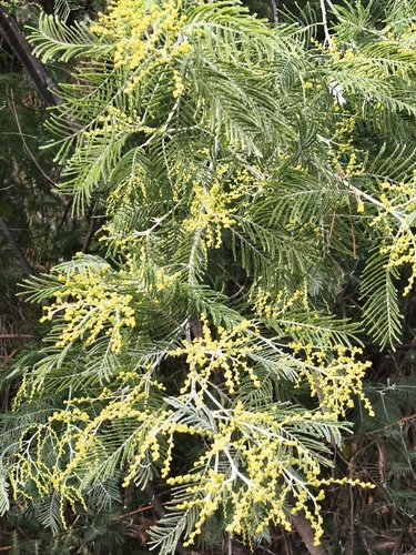 Silver wattle (Acacia dealbata)