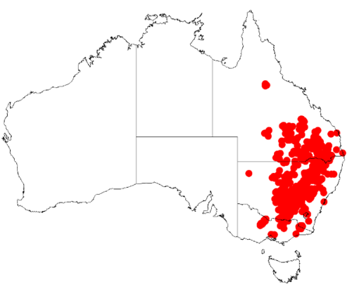 Deane's wattle: Acacia deanii Occurrence data from Australasian Virtual Herbarium
