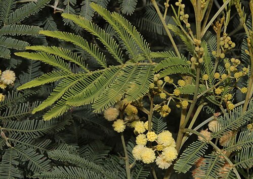 Deane's wattle: Acacia deanei ssp. paucijuga near Mitiamo, Victoria