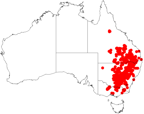 Deane's wattle: Acacia deanei occurrence data from Australasian Virtual Herbarium downloaded from https://doi.org/10.26197/5c0b1388984eb on 8 December 2018