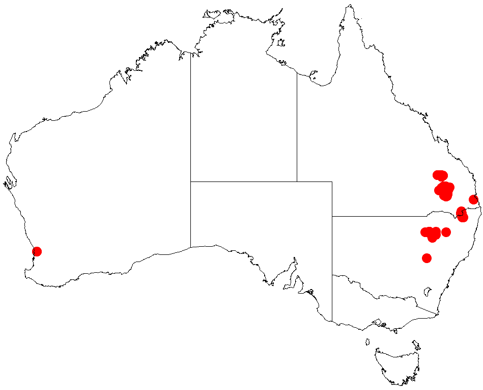 Acacia debilis: Acacia debilis occurrence data from Australasian Virtual Herbarium downloaded from https://doi.org/10.26197/5c0b1388984eb on 8 December 2018