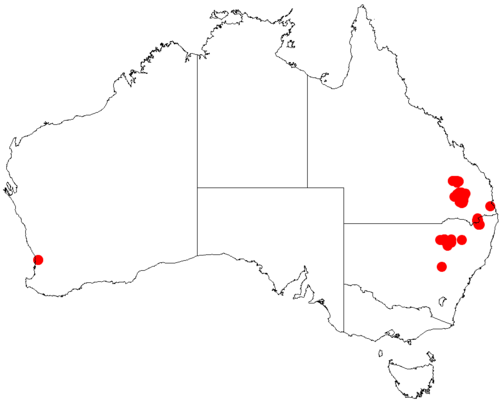Acacia debilis: Acacia debilis occurrence data from Australasian Virtual Herbarium downloaded from https://doi.org/10.26197/5c0b1388984eb on 8 December 2018