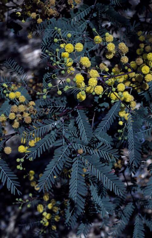 Acacia debilis: Acacia debilis in Mount Annan Botanic Gardens