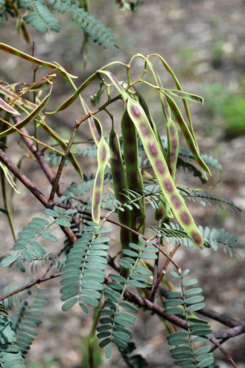 Acacia debilis: Pods of Acacia debilis in Mount Annan Botanic Garden