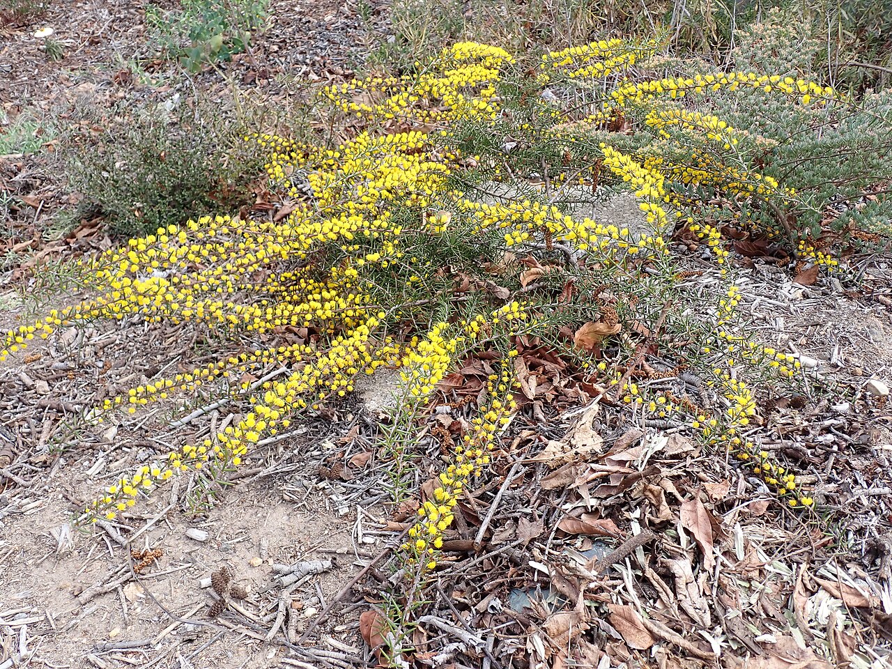Acacia declinata: Acacia declinata cultivated in Armidale, New South Wales