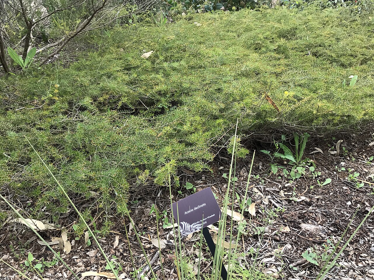 Acacia declinata: Acacia declinata at Kings Park WA