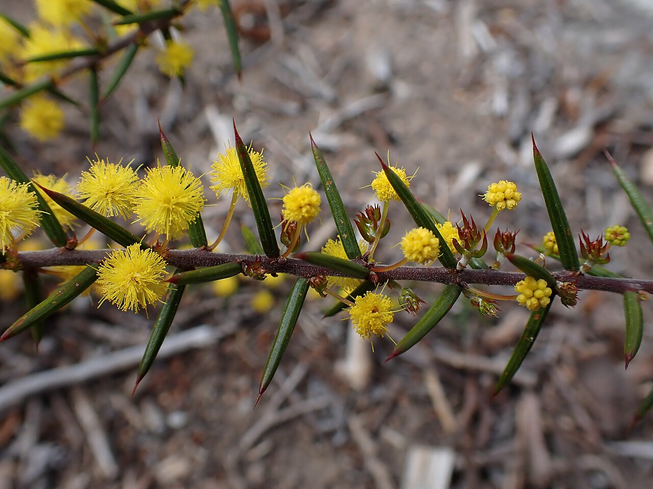 Acacia declinata: Acacia declinata cultivated in Armidale, New South Wales