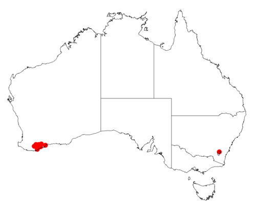 Acacia declinata: Acacia declinata occurrence data from Australasian Virtual Herbarium downloaded from https://doi.org/10.26197/5c0b1388984eb on 8 December 2018