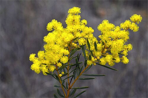 Graceful wattle: Acacia decora near Copeton Dam Road (to Bingara), about 32 km E of Bingara, New South Wales