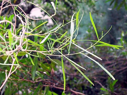 Graceful wattle: Acacia decora, Chatswood Shopping Centre, Australia