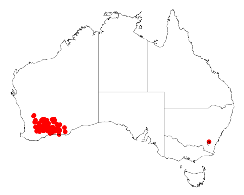 Acacia deficiens: Acacia deficiens occurrence data from Australasian Virtual Herbarium downloaded from https://doi.org/10.26197/5c0b1388984eb on 8 December 2018