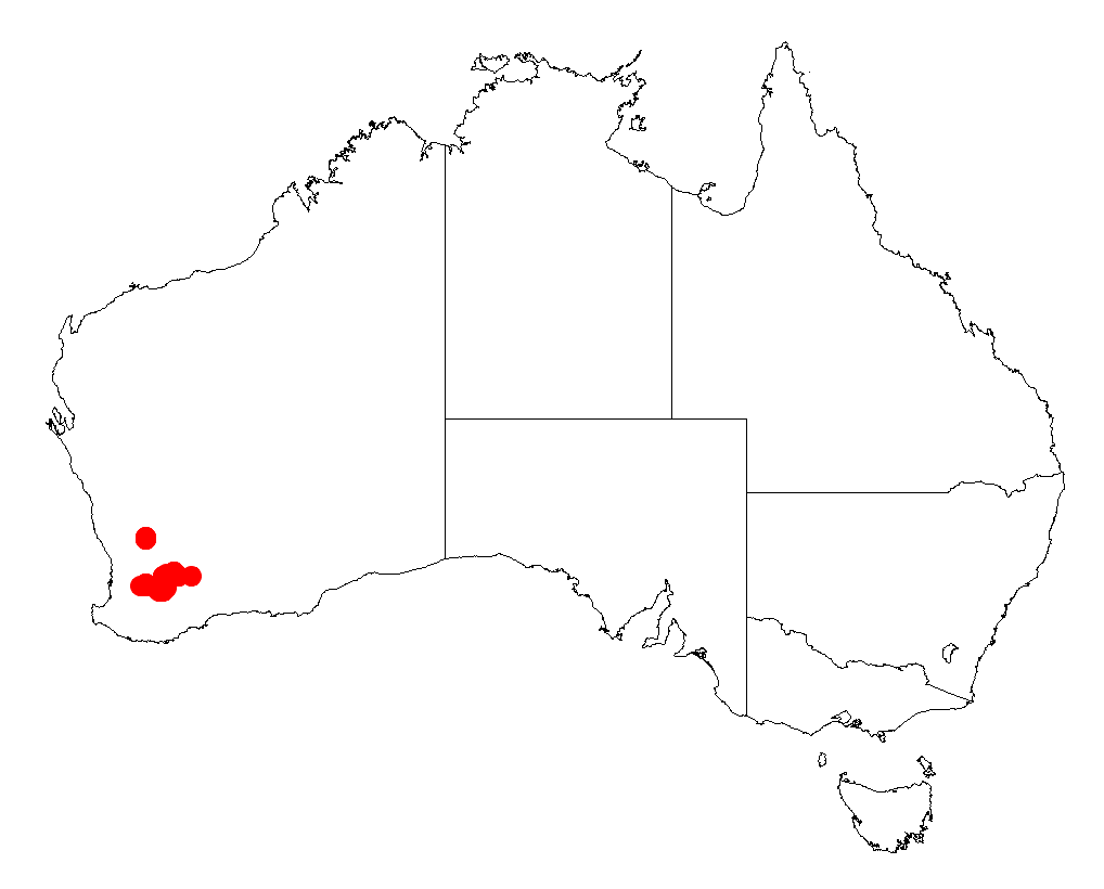 Acacia deflexa: Acacia deflexa occurrence data from Australasian Virtual Herbarium downloaded from https://doi.org/10.26197/5c0b1388984eb on 8 December 2018