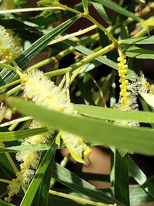 Acacia delibrata: Acacia delibrata near Bell's Gorge in the Wunaamin Miliwundi Ranges