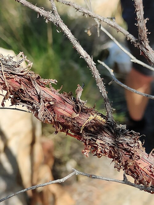 Acacia delibrata: Acacia delibrata
