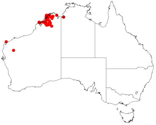 Acacia delibrata: Acacia delibrata occurrence data from Australasian Virtual Herbarium downloaded from https://doi.org/10.26197/5c0b1388984eb on 8 December 2018