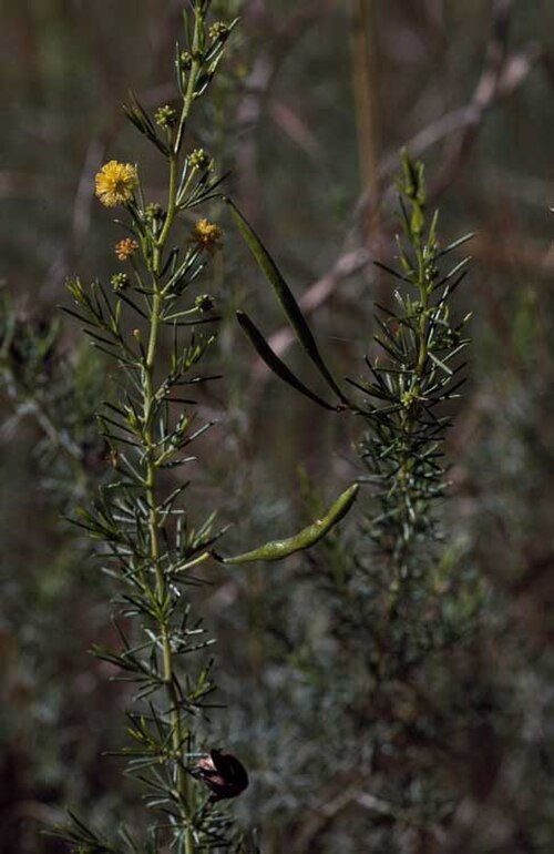 Acacia delicatula: Acacia delicatula near Gibb River Road, 6 km north from Durack River crossing, Western Australia