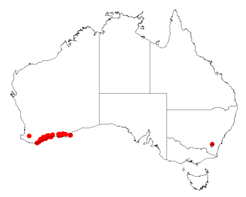 Larkspur: Acacia delphina occurrence data from Australasian Virtual Herbarium downloaded from https://doi.org/10.26197/5c0b1388984eb on 8 December 2018
