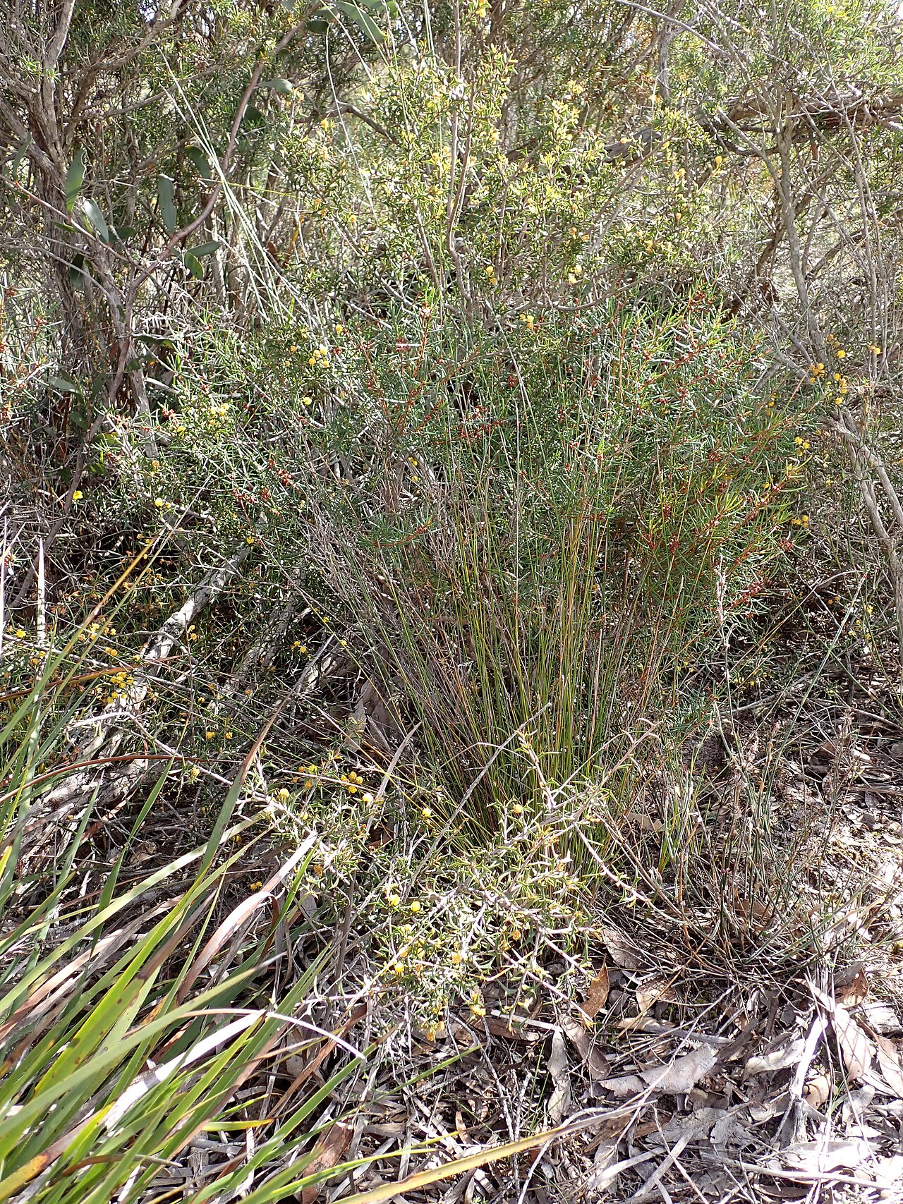 Larkspur: Habit of Acacia delphina on the side of the South Coast Highway at Wellstead