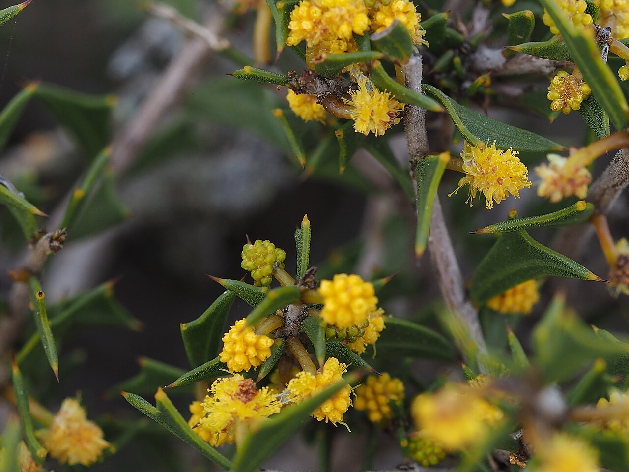 Larkspur: Acacia delphina near the South Coast Highway at Wellstead