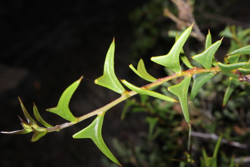 Larkspur (Acacia delphina)