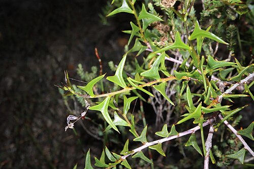 Larkspur: Acacia delphina in Dunn's Swamp, near Hopetoun, Western Australia