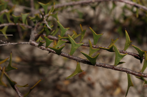 Larkspur (Acacia delphina)