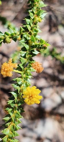 Acacia deltoidea (Acacia deltoidea)