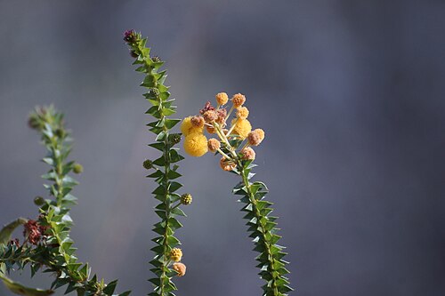 Acacia deltoidea: Acacia deltoidea in Wunaamin Miliwundi Ranges, near the Kupungarri Community Western Australia