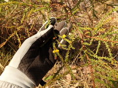 Acacia deltoidea (Acacia deltoidea)