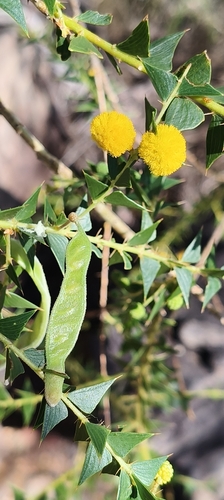Acacia deltoidea (Acacia deltoidea)