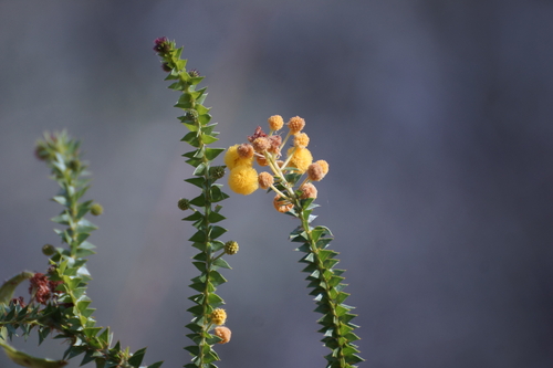 Acacia deltoidea (Acacia deltoidea)