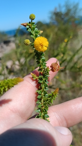 Acacia deltoidea (Acacia deltoidea)