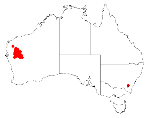 Acacia demissa: Acacia demissa occurrence data from Australasian Virtual Herbarium downloaded from https://doi.org/10.26197/5c0b1388984eb on 8 December 2018