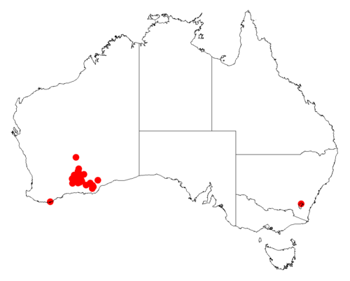 Acacia dempsteri: Acacia dempsteri occurrence data from Australasian Virtual Herbarium downloaded from https://doi.org/10.26197/5c0b1388984eb on 8 December 2018