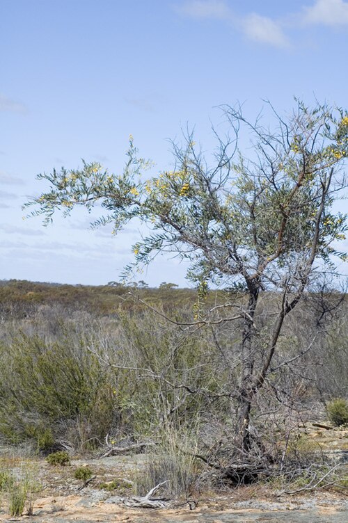 Acacia dempsteri: Acacia dempsteri at Fifty Mile Rocks, near the Coolgardie - Esperance Highway, Western Australia