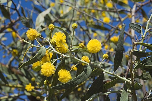 Acacia dempsteri: Acacia dempsteri at Fifty Mile Rocks, near th Coolgardie - Esperance Highway, Western Australia