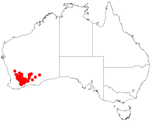 Acacia densiflora: Acacia densiflora occurrence data from Australasian Virtual Herbarium downloaded from https://doi.org/10.26197/5c0b1388984eb on 8 December 2018