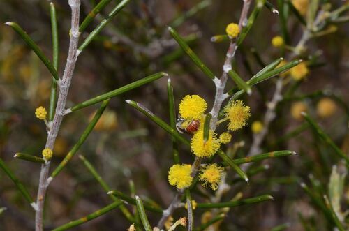 Acacia densiflora (Acacia densiflora)