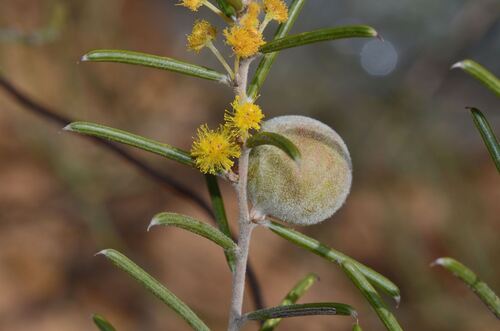 Acacia densiflora (Acacia densiflora)
